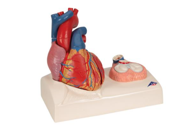 model ludzkiego serca naturalnej wielkości, 5 części z przedstawieniem skurczu - 3b smart anatomy kat.1010006 g01 3b scientific modele anatomiczne 2